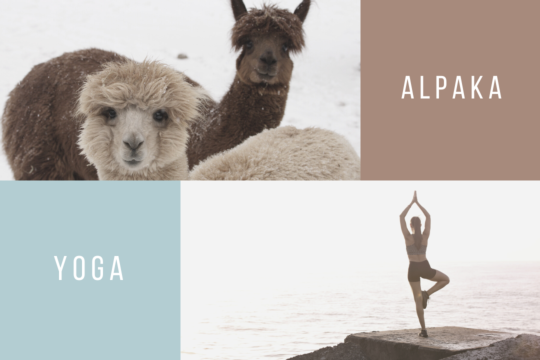 Alpaka, Yoga, Alpakayoga.png